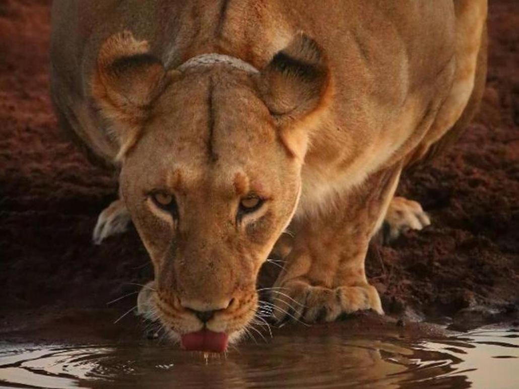 Honeyguide Tented Safari Camps - Mantobeni Manyeleti Game Reserve Exterior photo