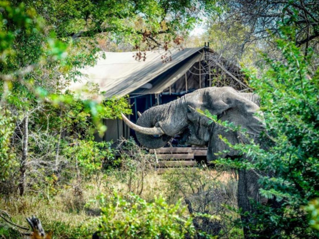 Honeyguide Tented Safari Camps - Mantobeni Manyeleti Game Reserve Exterior photo